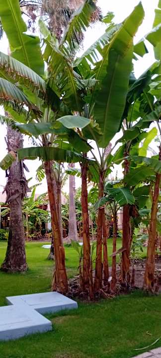 Gartenanlage Hotel Riu Cabo Verde