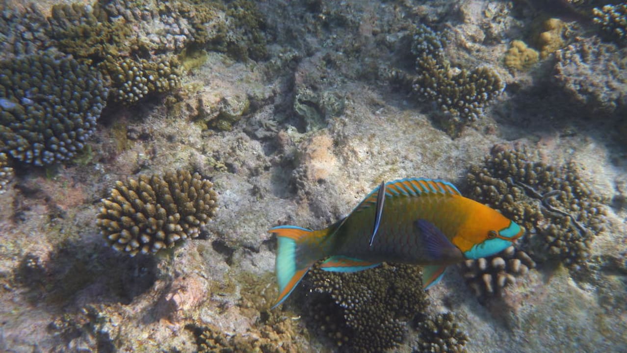 Papageifisch Kuramathi Maldives