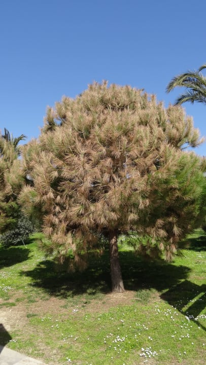 Garten Sunis Kumköy Beach Resort Hotel & Spa