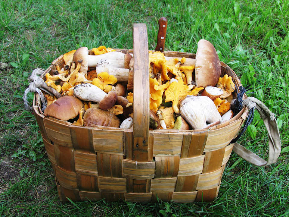 Sonstiges Villa Dzukijos uoga