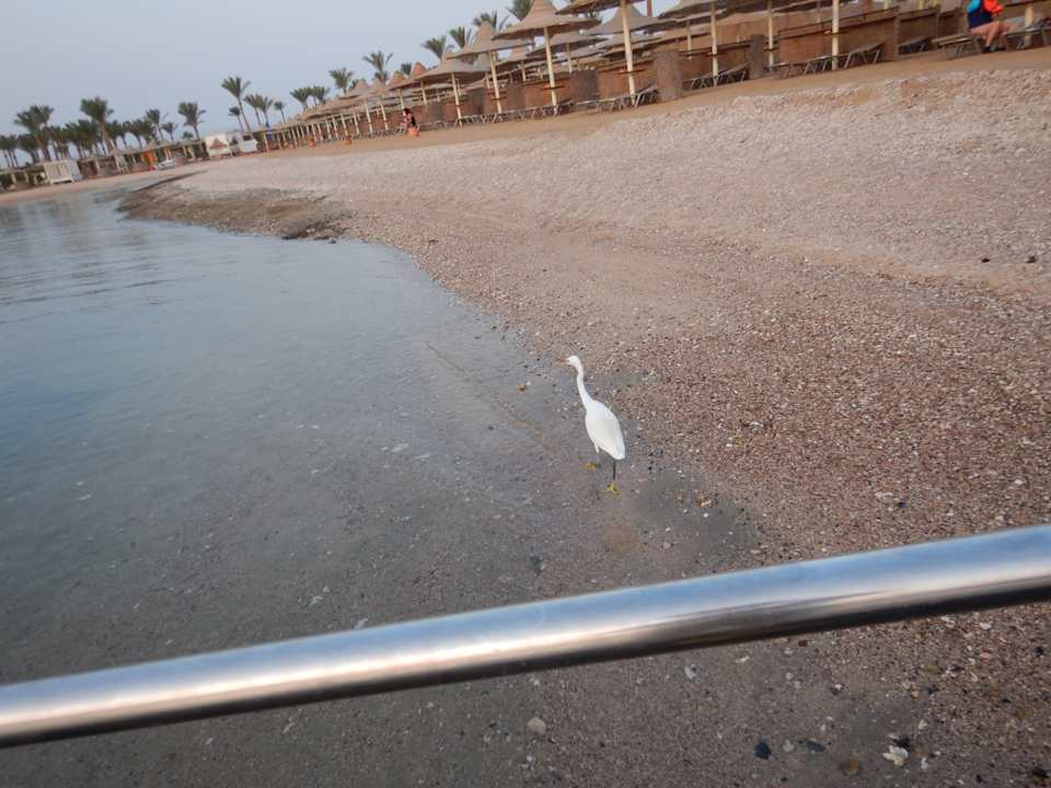 Strand Steigenberger Coraya Beach - Adults only