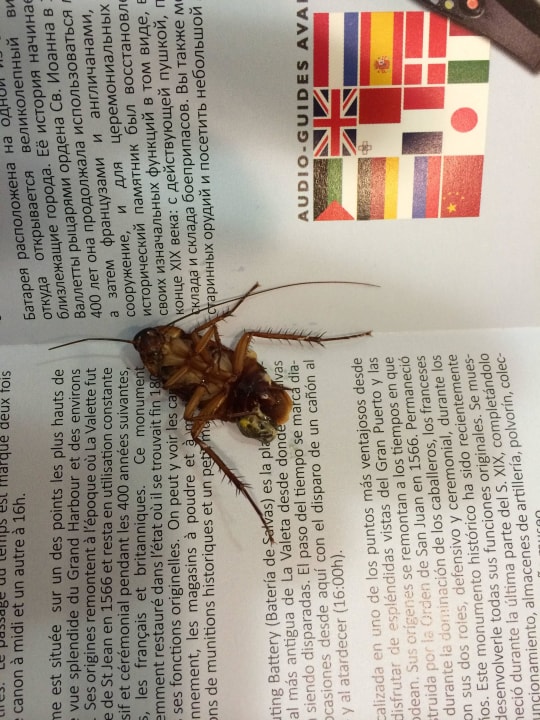 Unser nächtlicher Mitbewohner Riviera Spa Resort - Adults Only