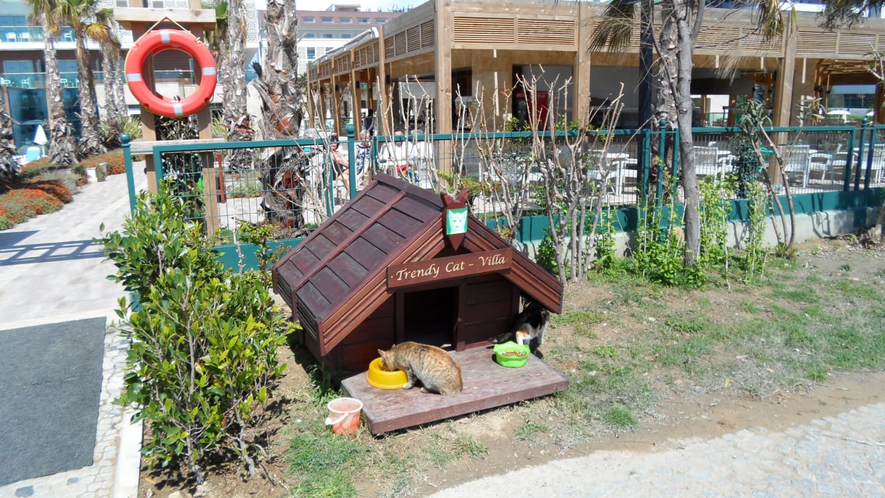 Cats Welcome Sentido Trendy Verbena Beach