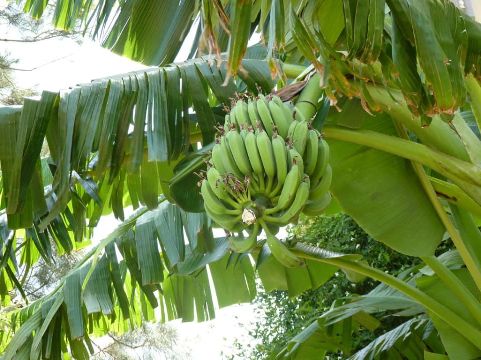 Bananenstauden im Golden Odysee Hotel Golden Odyssey