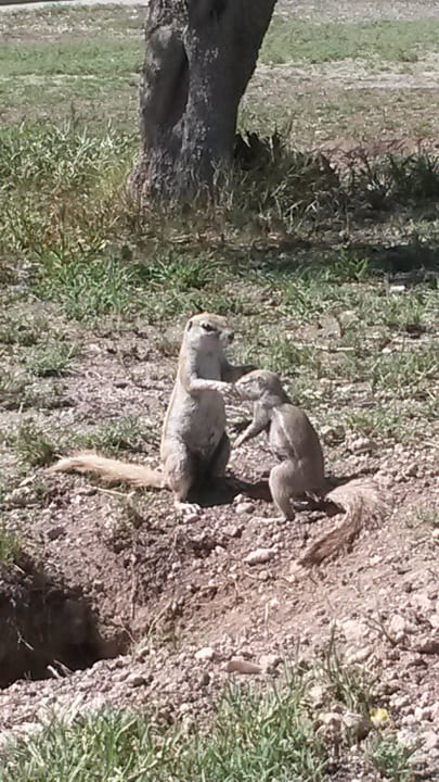 Und schon wieder Erdmännchen Okaukuejo Camp