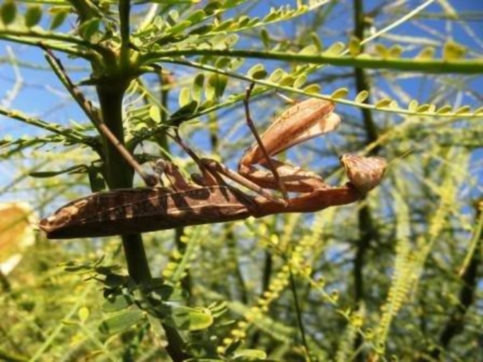 Gottesanbeterin Steigenberger Coraya Beach - Adults only