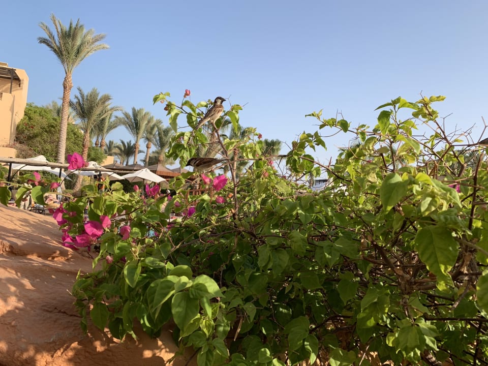 Gartenanlage Steigenberger Coraya Beach - Adults only