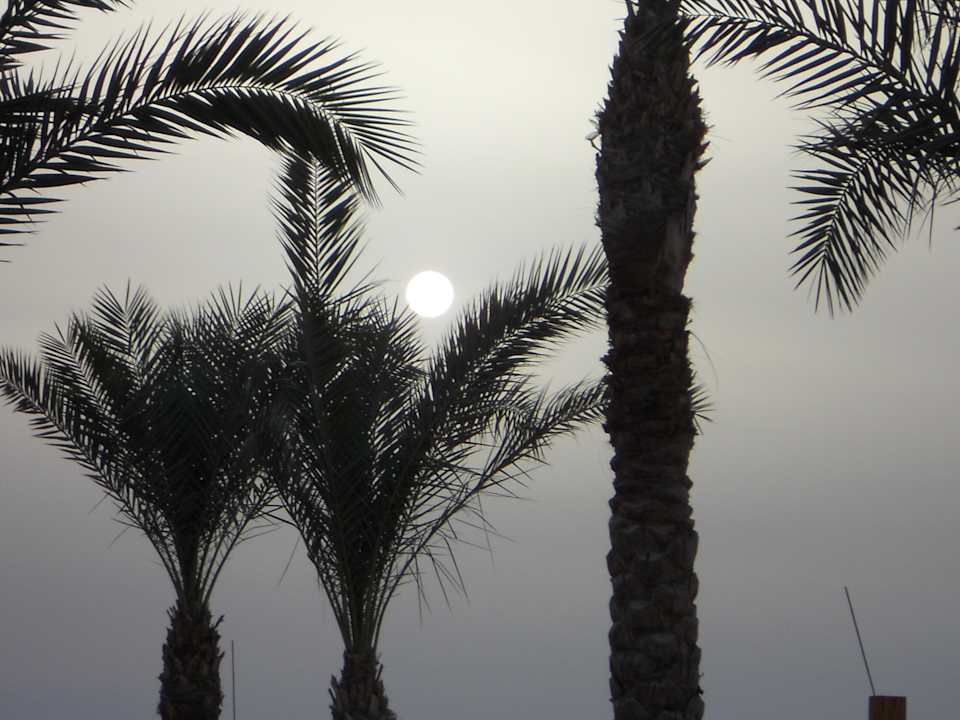 Sonnenaufgang Pickalbatros Palace Resort