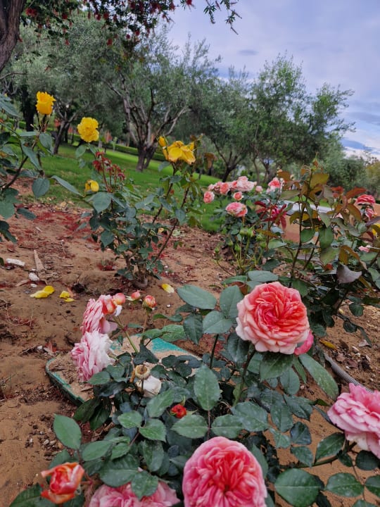 Gartenanlage Grecotel LUXME Costa Botanica