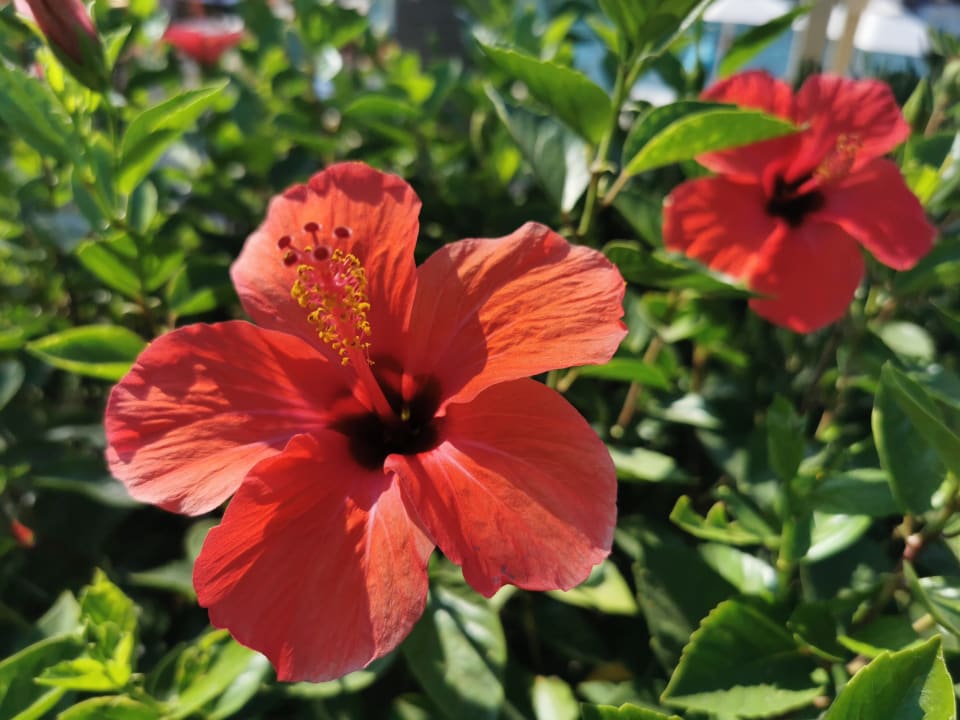 Gartenanlage Hotel Kalithea Horizon Royal