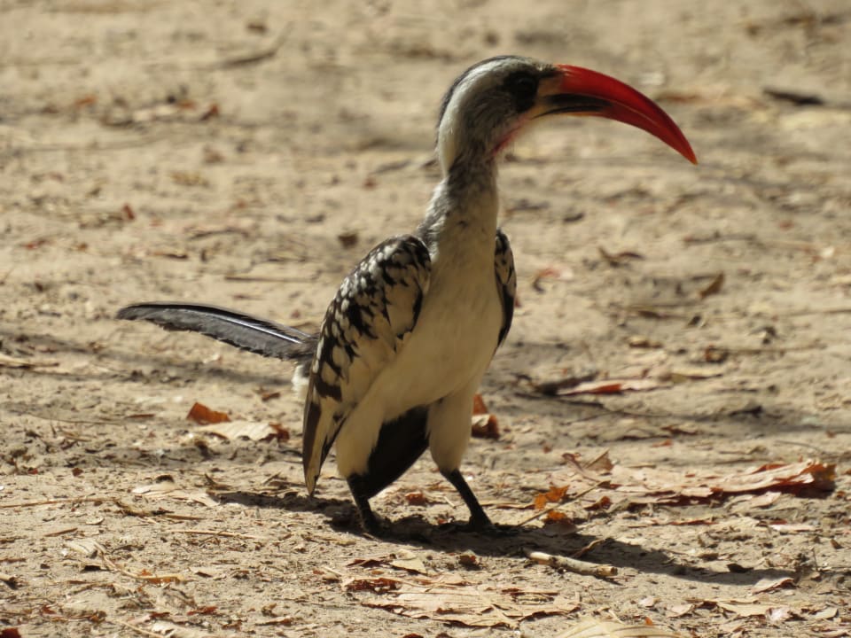 Sonstiges TUI BLUE Tamala