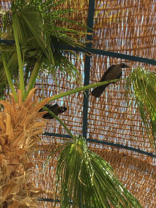 Gartenanlage Lotus Bay Beach Resort