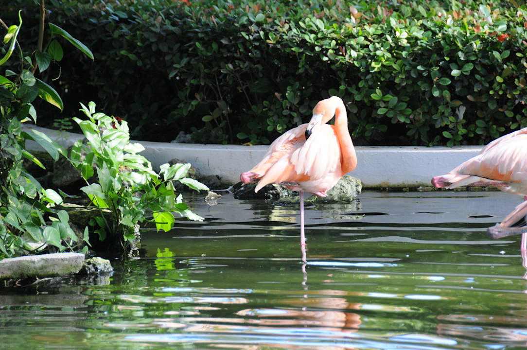 Flamingos am Teich Grand Palladium Select Bávaro Resort & Spa
