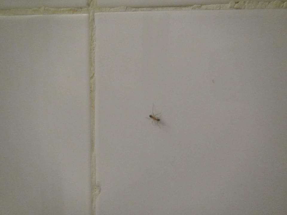 Ameisen laufen im Zimmer überall Stella Beach Resort & Spa Makadi Bay