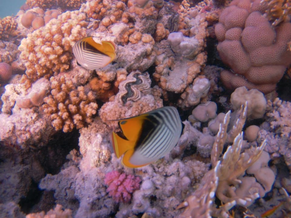 Strand Marina Resort Port Ghalib, a member of Radisson Individuals