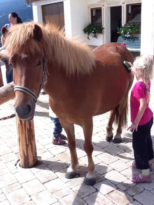Beim Pony putzen Die Seitenalm