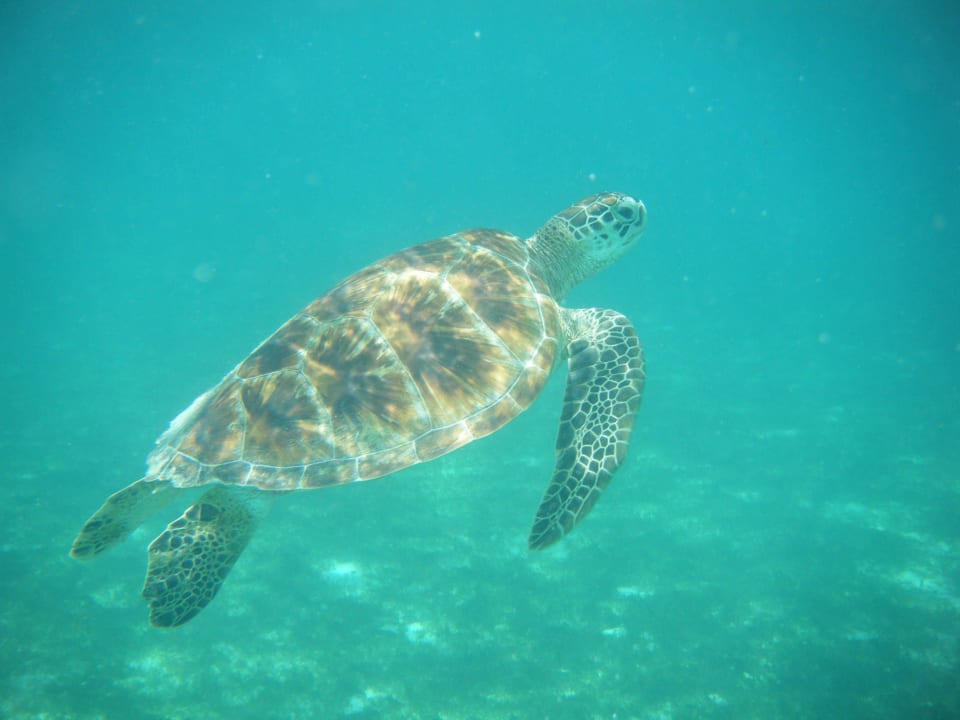 Schildkröte in der Lagune (täglich dort) Kuredu Island Resort & Spa