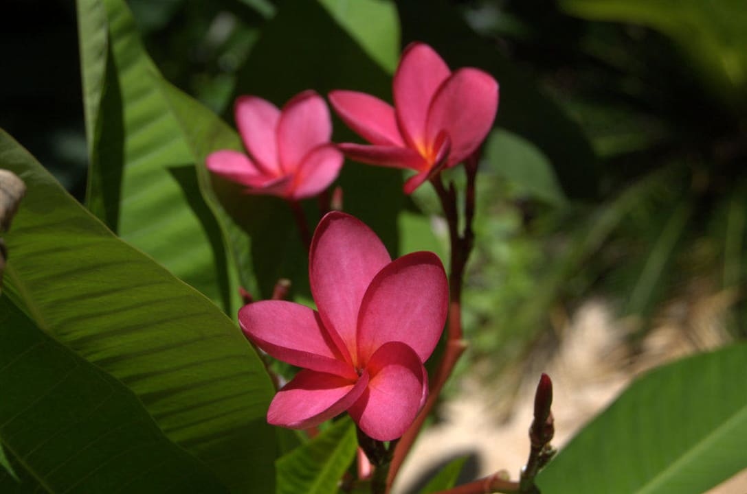 Plumeria Catalonia Playa Maroma
