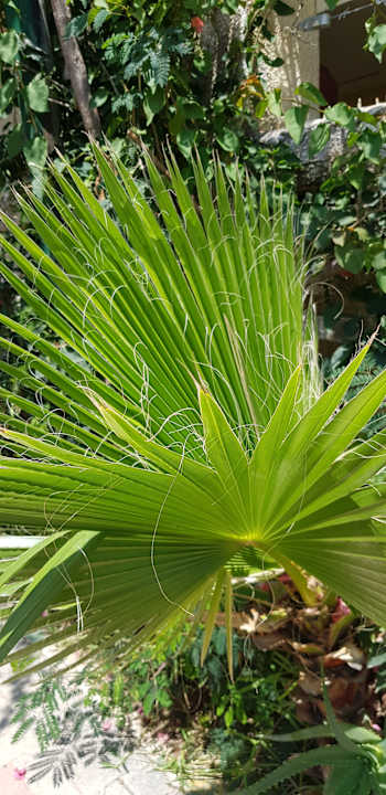 Gartenanlage Hotel Nesrine