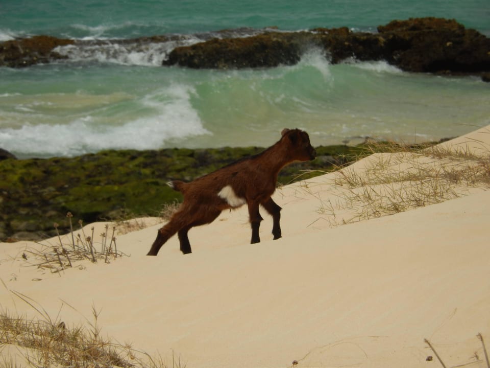 Hier gibt es meer Ziegen als zu Hause Hotel Riu Touareg