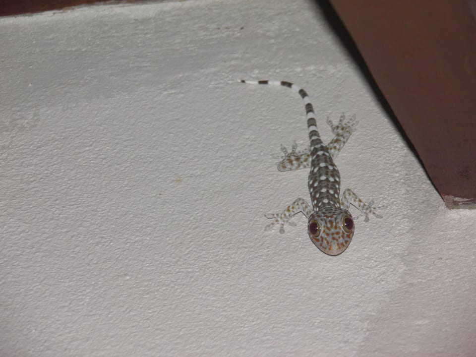 Hat uns abends immer begrüßt! Khaolak Laguna Resort