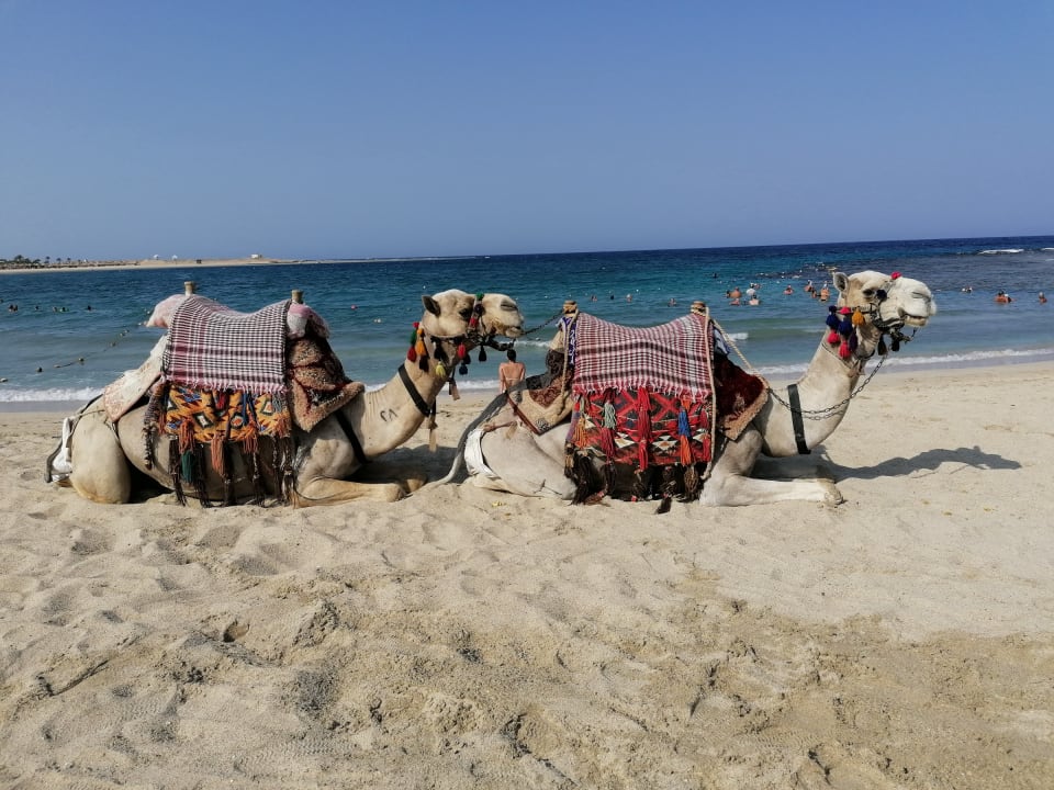 Strand Malikia Resort Abu Dabbab