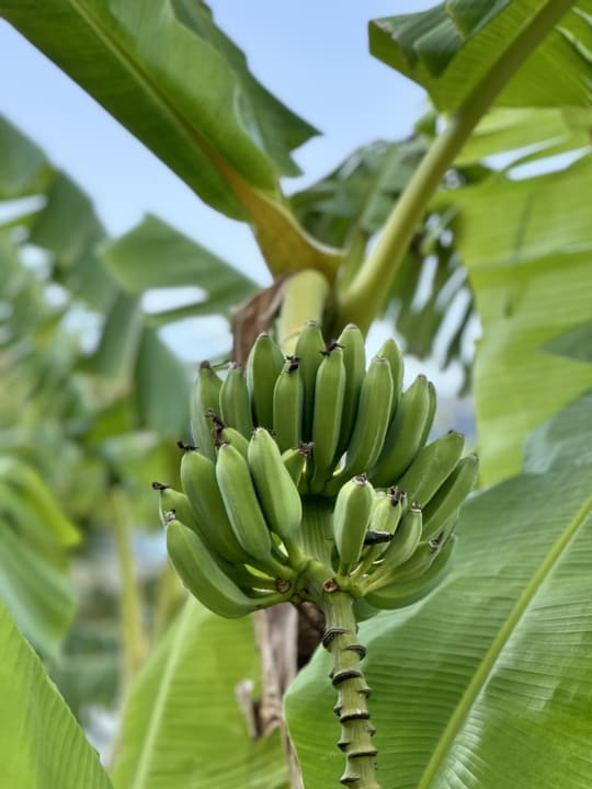 Gartenanlage Jacaranda Luxury Resort