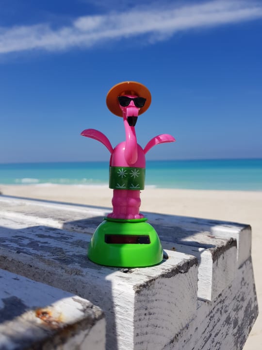 Strand Starfish Cuatro Palmas