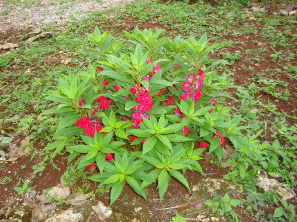 Natur Wyndham Alltra Samana