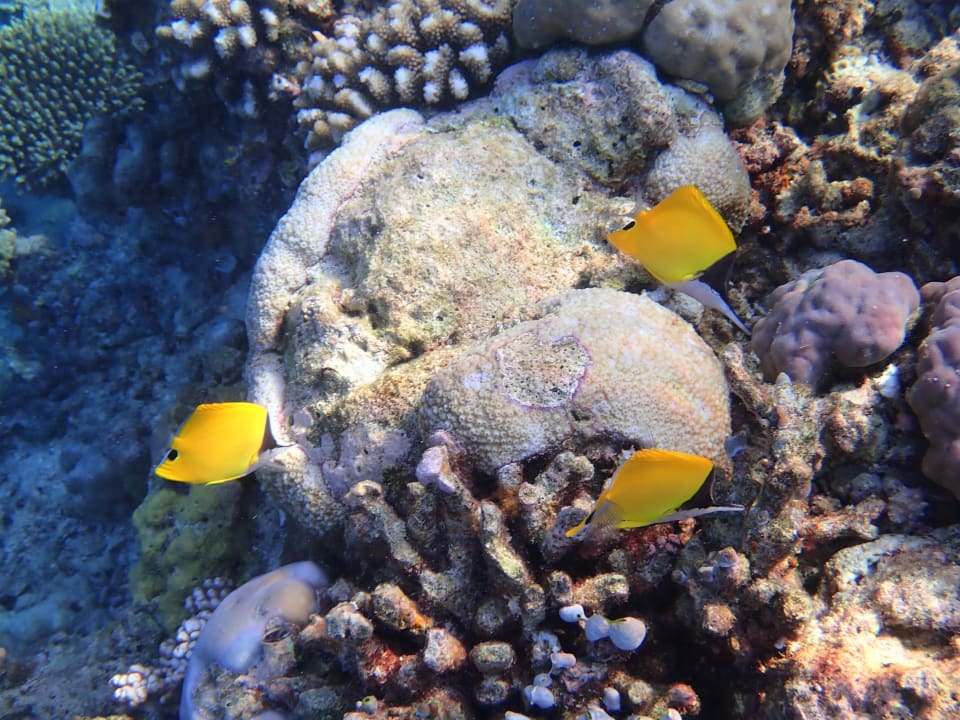 Sport & Freizeit Filitheyo Island Resort