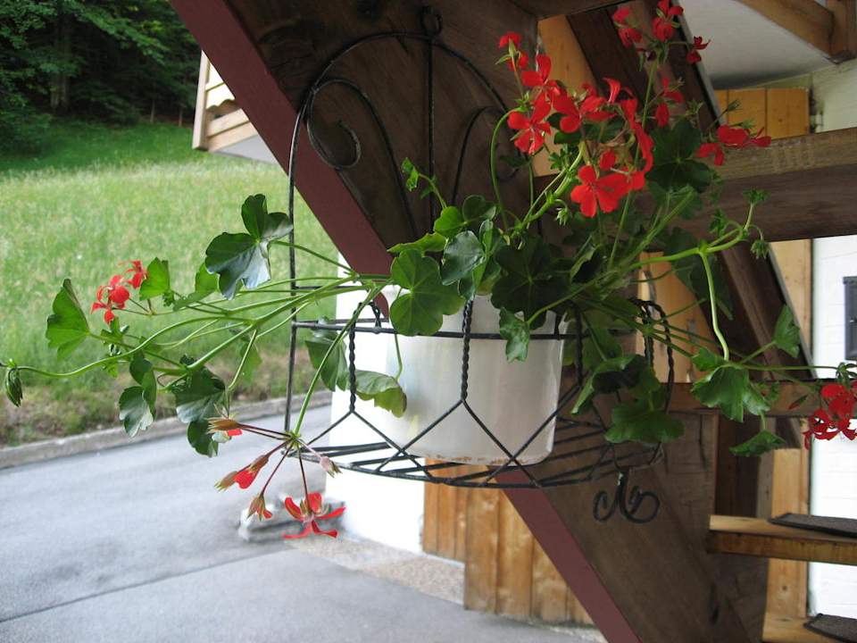 Geranien vorm Sommer Ferienwohnungen Wiesenlehen