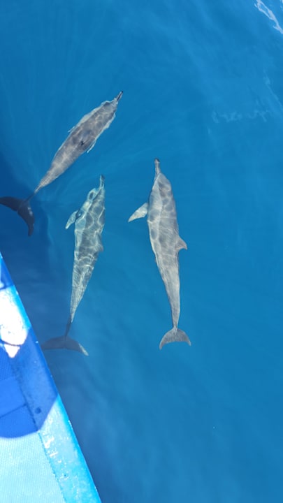 Sonstiges Kudafushi Resort & Spa