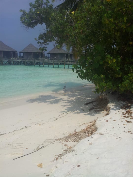 Magnifique  Kuredu Island Resort & Spa