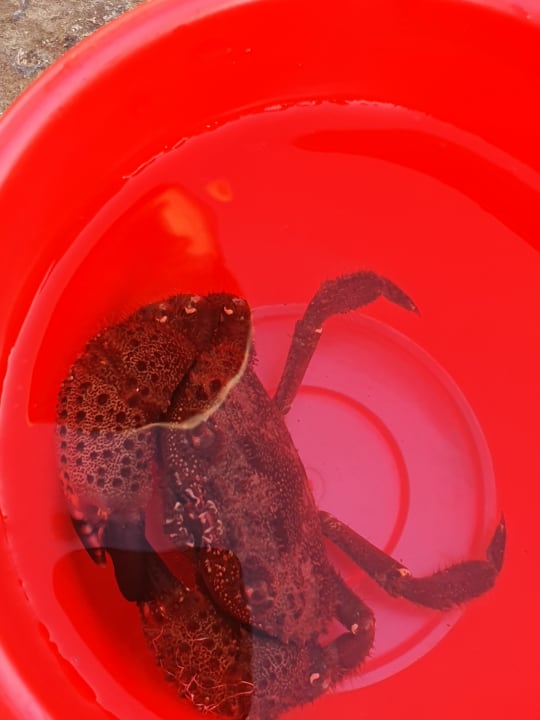 Sonstiges Haydarpasha Palace