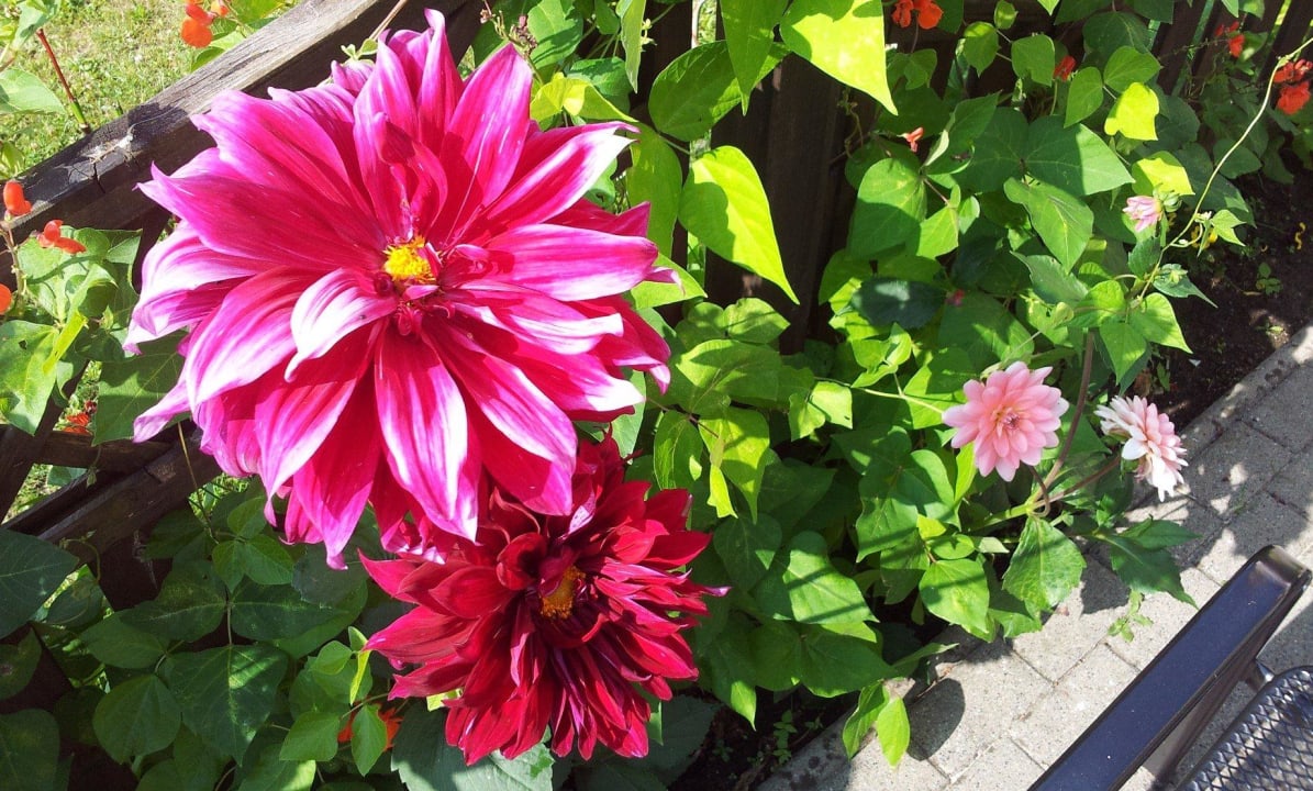 Blumen im Biergarten Landhotel Am Peetscher See