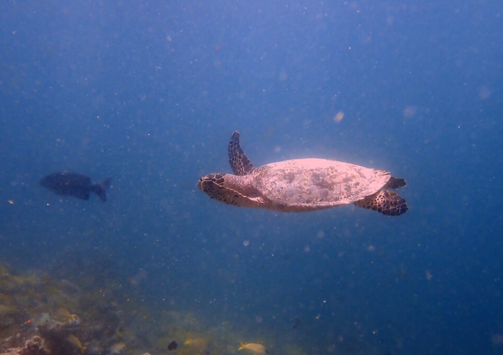 Sport & Freizeit Kihaa Maldives