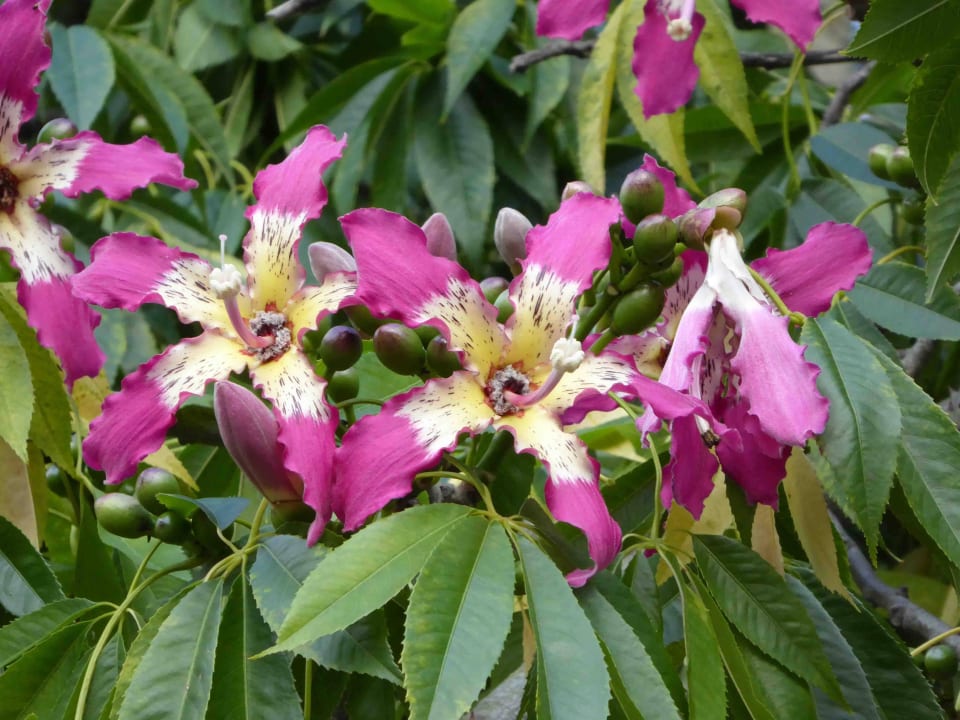 Chorisia - Kapokbaum Hotel Quinta Splendida Wellness & Botanical Garden
