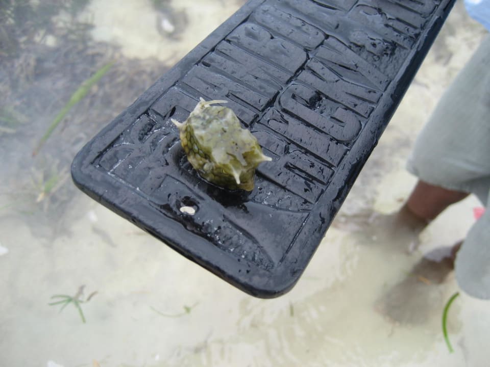 Hotel Bahari Beach Club Bahari Beach Hotel