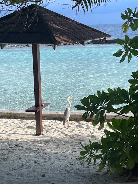 Ausblick Ellaidhoo Maldives by Cinnamon