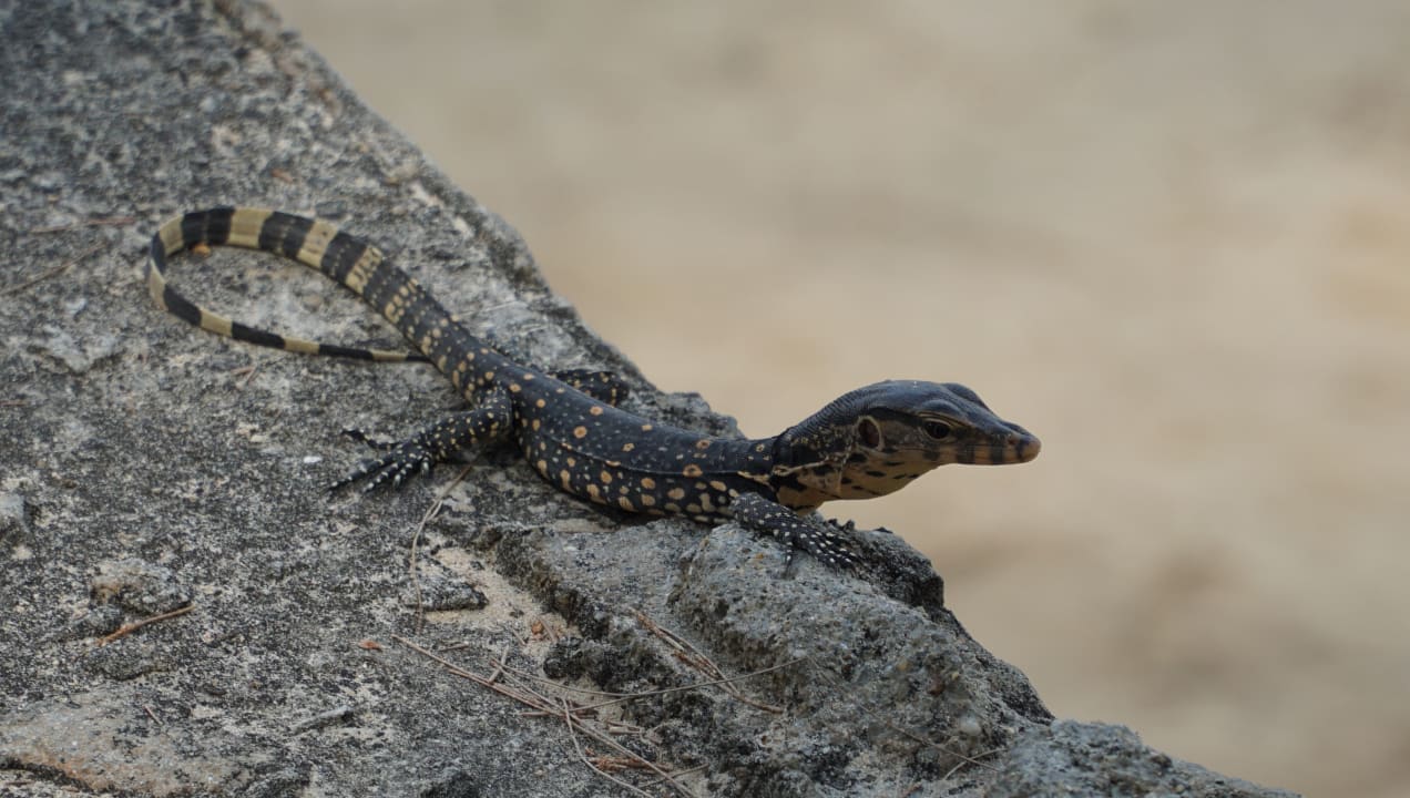 Sonstiges Dusit Thani Krabi Beach Resort