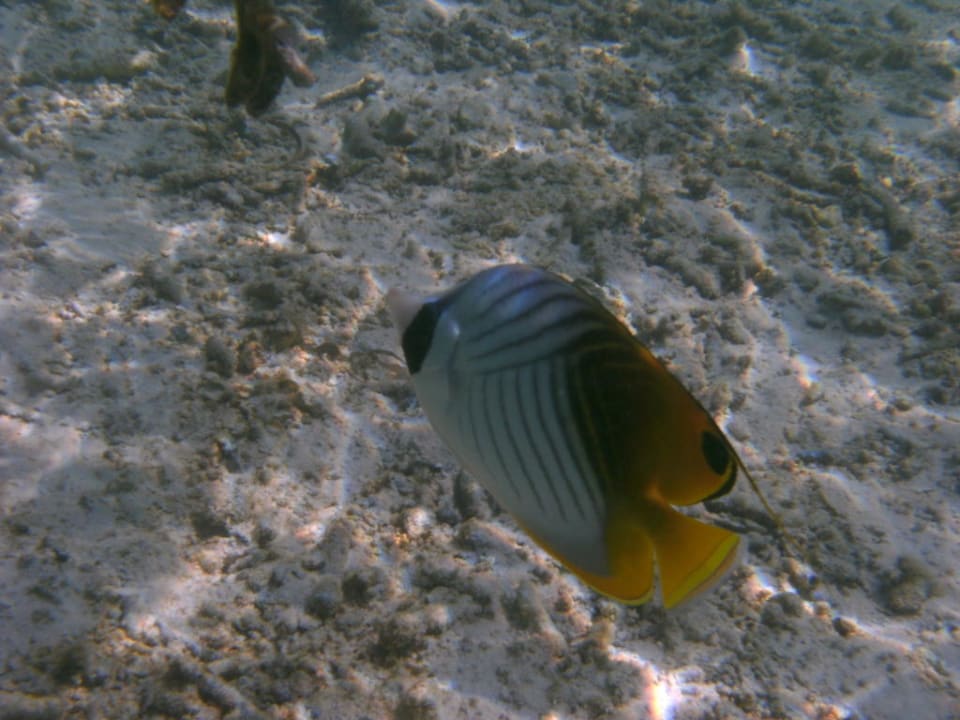 Falterfisch Adaaran Select Hudhuran Fushi - Premium All Inclusive