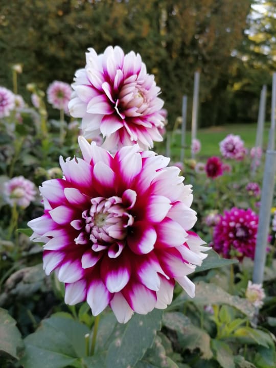 Gartenanlage Vivea Hotel Bad Schönau - Zur Quelle