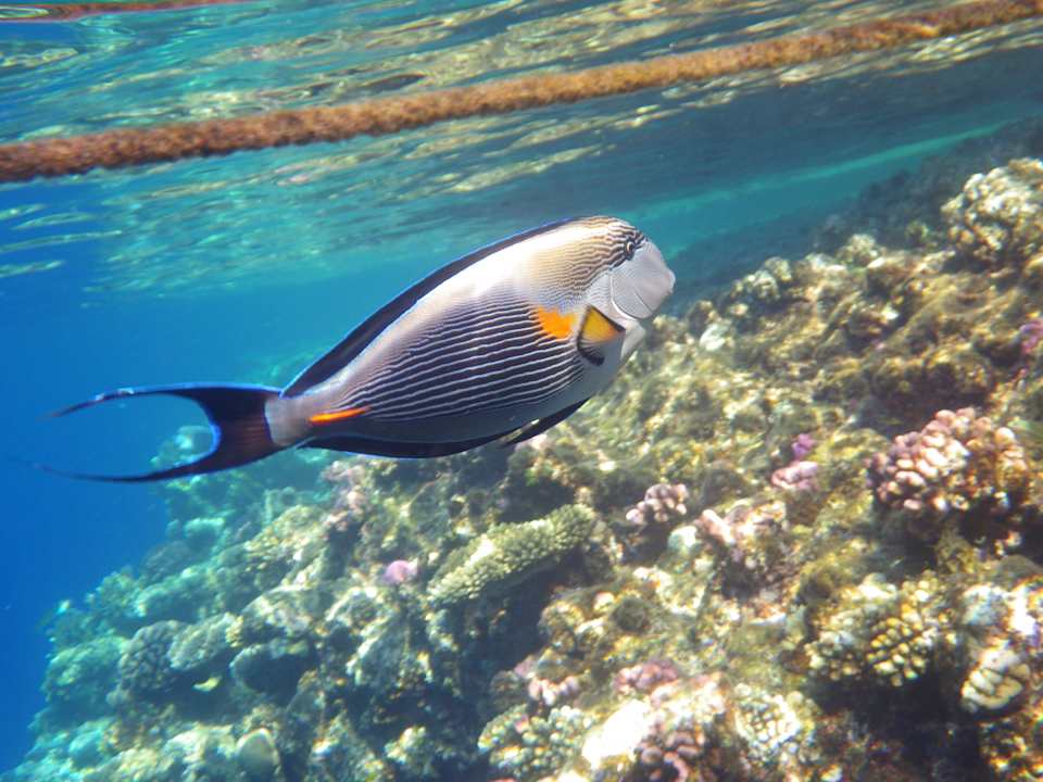 Unterwasser The Grand Hotel Sharm El Sheikh