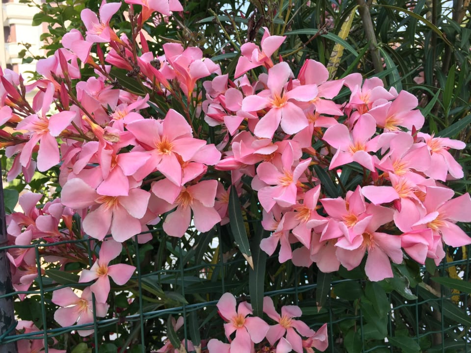 Gartenanlage Aparthotel Holiday