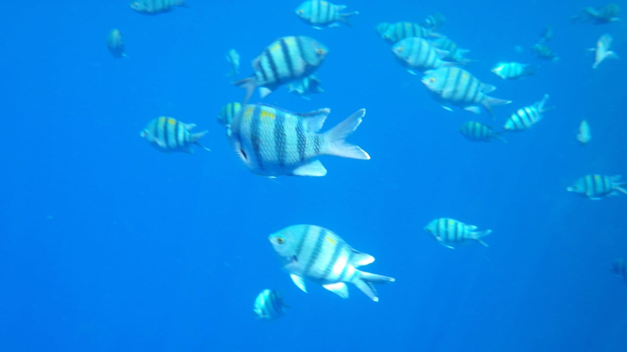 Unterwasserwelt The Grand Hotel Sharm El Sheikh