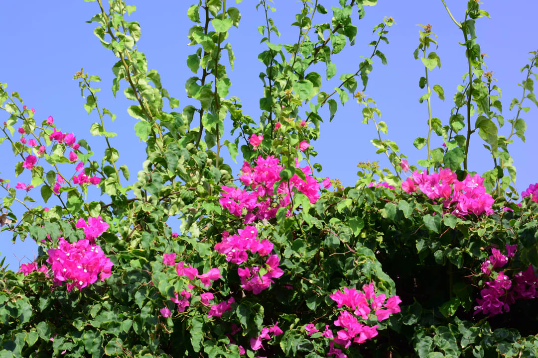 149 Lyttos Beach Hotel