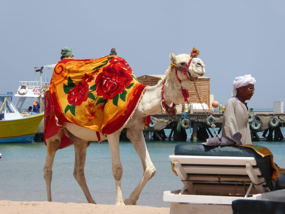 Das hauseigene Kamel Giftun Azur Resort