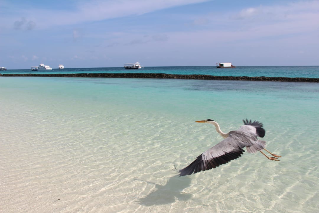 Strand Kuramathi Maldives