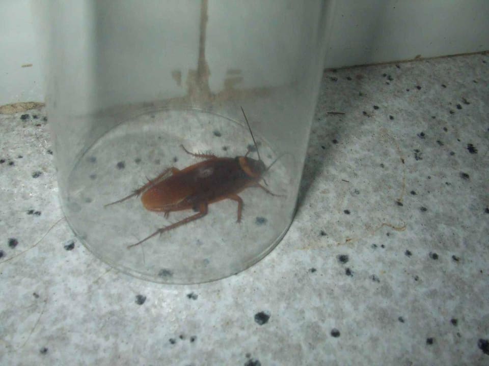 Bad Ereza Apartamentos Los Hibiscos- Adults Only