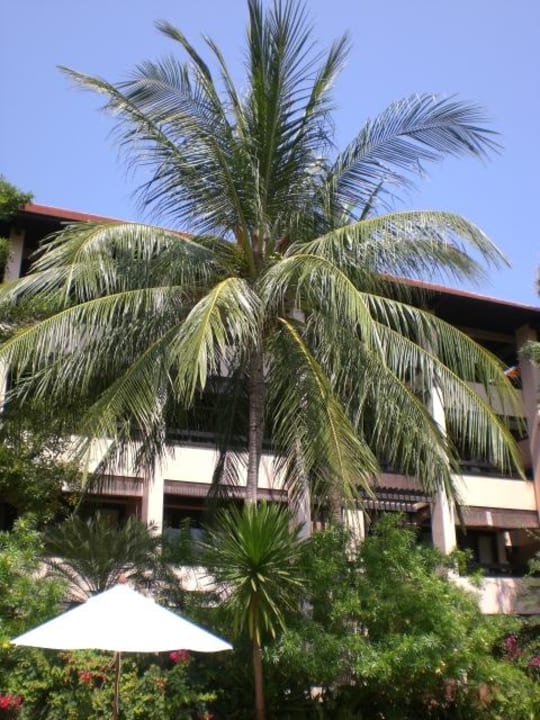Blick von 50m Pool auf Deluxegebäude Renaissance Koh Samui Resort & Spa